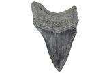 Fossil Megalodon Tooth - South Carolina #236318-1
